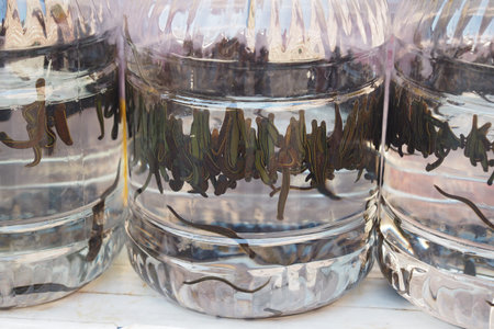 We have live eels available for sale, conveniently packed in water bottles for your convenience