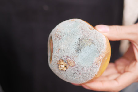 holding a Rotten orange. Moldy orange on table