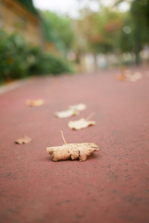The Autumn Leaves on a Pathway Create a Beautiful and Tranquil Scene of Natureの写真素材