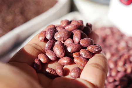 A handful of fresh kidney beans held in hand, captured in soft lightの写真素材