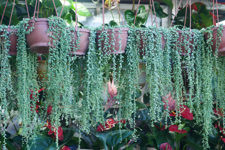 Charming Hanging Succulent Plants in a Beautifully Lush Garden Settingの写真素材