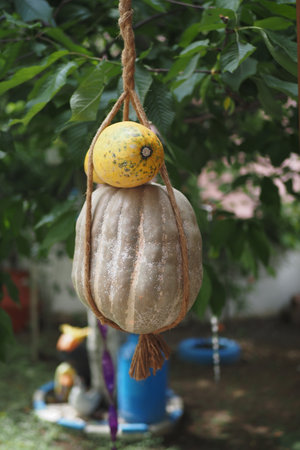 pumpkin hanging on a tree with green leafの写真素材