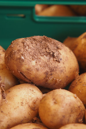 Freshly Harvested and Gathered Potatoes Displayed Up Close in a Basketの写真素材