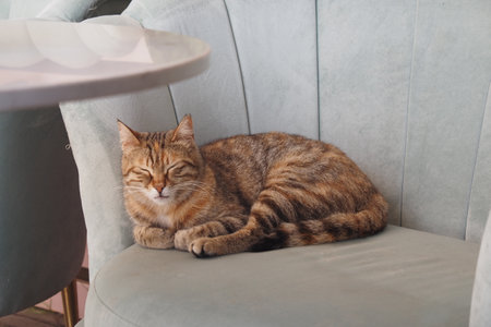 A Relaxing Tabby Cat Just Lounging on a Soft and Comfortable Couchの写真素材