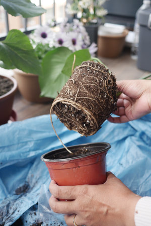 Guide to Repotting Plants Tips and Maintenance Recommendationsの写真素材
