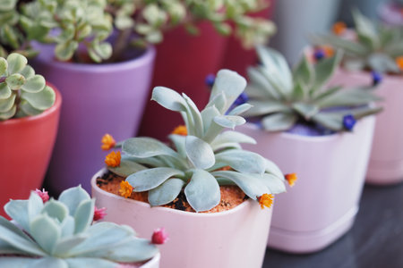 Bright and Vibrant Succulent Plants Beautifully Displayed in Colorful Potsの写真素材