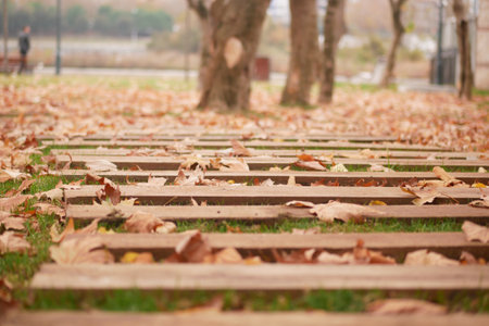 A Beautiful Autumn Pathway that is Covered in Colorful Leavesの写真素材