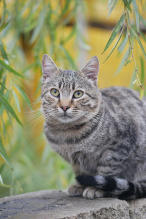 An adorable Tabby Cat playfully exploring the beauty of nature outsideの写真素材