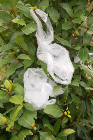 Plastic Litter Entangled in Green Tree Branches Depicting Environmental Pollutionの写真素材
