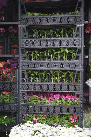 Exhibition of Potted Plants Organized Vertically at a Garden Centerの写真素材