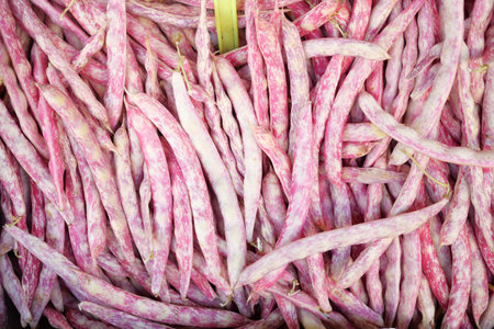 These arranged purplestriped green beans are visually stunning and tastyの写真素材