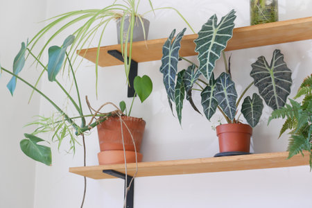 An Indoor Plant Display Arranged Beautifully on Wooden Shelvesの写真素材