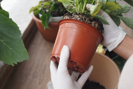 Use potting soil carefully when transplanting to promote healthy growthの写真素材