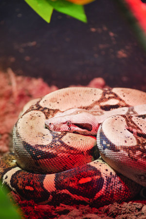 A Beautiful Coiled Python Displaying Itself