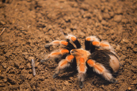 A Vibrant and Striking Tarantula Crawling on the Earthy Brown Groundの写真素材