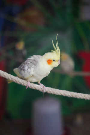 Charming Cockatiel Sitting on a Rope in a Vibrant Natural Settingの写真素材
