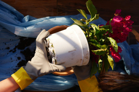 Dedicated gardening hands are planting beautiful flowers in a potの写真素材