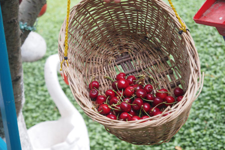 Freshly Picked, Ripe Cherries Arranged Neatly in a Woven Basket on Lush Green Grass Backgroundの写真素材