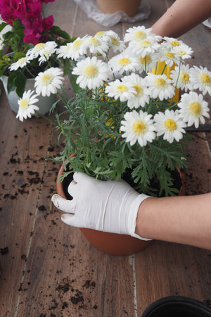 Handling blooming daisies while potting new plants indoorsの写真素材