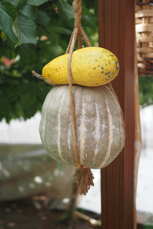 pumpkin with green leaf in an organic greenhouse farmの写真素材