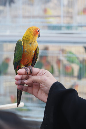 Colorful parrot perched on hand at a vibrant bird exhibition