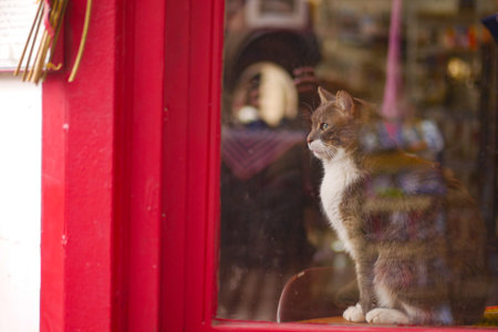 Cat sitting by window in colorful shop during the day
