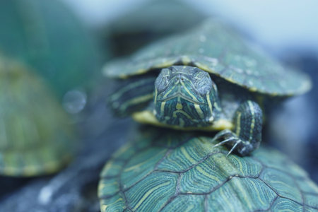 Turtles basking and interacting in a serene aquatic environment