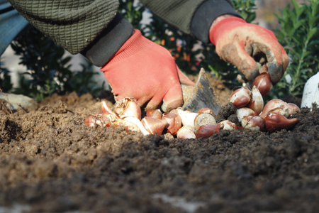 Gardening activity with hands planting bulbs in garden soilの写真素材