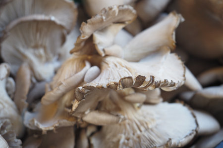 Freshly harvested oyster mushrooms ready for culinary useの写真素材