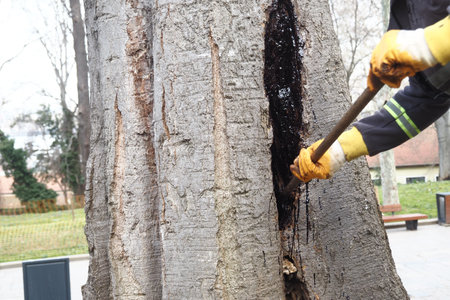 Inspecting a tree for sap issues in a city park during winterの写真素材