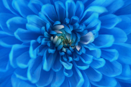 Bright blue bloom reveals intricate petals in close view