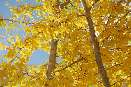 Bright yellow leaves on trees in autumn afternoon sunlightの写真素材