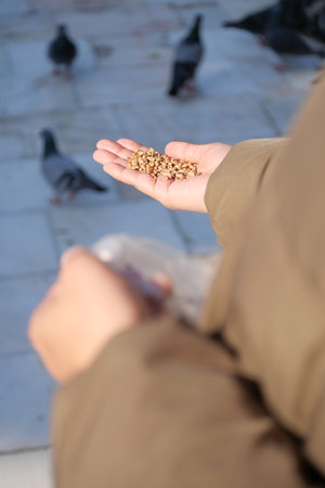 Feeding pigeons with seeds in an urban park during daylightの写真素材