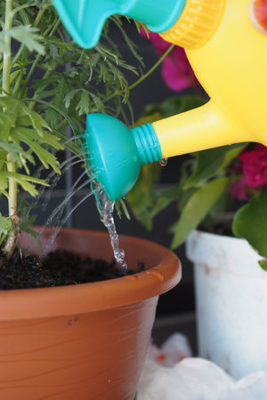 Watering plants with a yellow watering can in a garden settingの写真素材