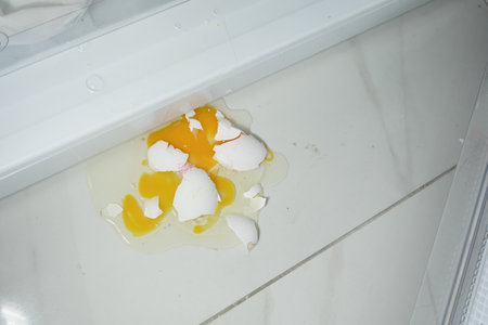 Egg shells and yellow yolk spilled on kitchen floorの写真素材