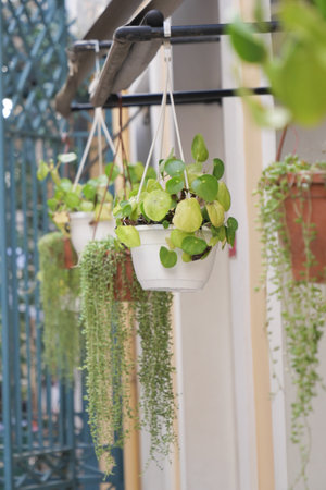 Hanging pots filled with vibrant green plants in a sunny outdoor spaceの写真素材