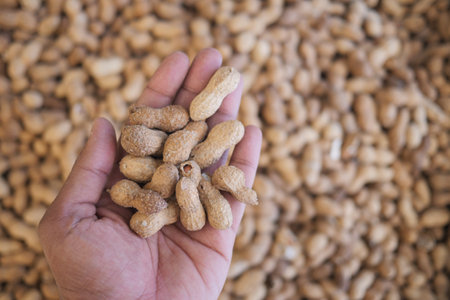 Holding fresh peanuts in hand at a market during daylight hoursの写真素材