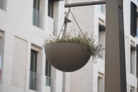 Hanging planter with greenery near modern urban architectureの写真素材