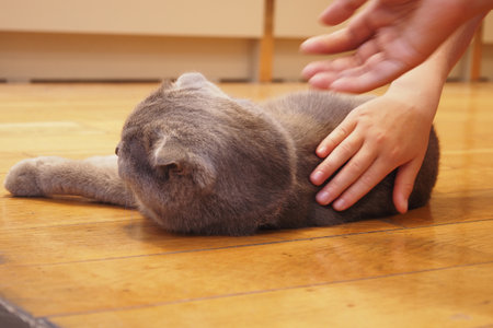 Cat enjoys gentle petting on a wooden floor in a cozy roomの写真素材