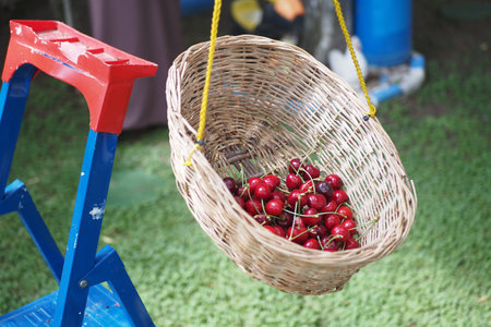 Cherry harvest in a woven basket hanging from a ladderの写真素材