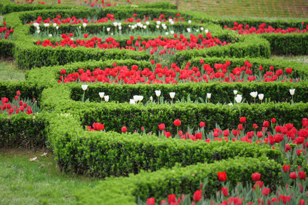 Colorful tulip garden with neatly trimmed hedges in springの写真素材