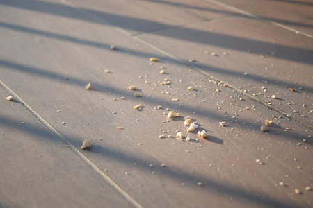 Crumbs scattered on wooden floor in morning lightの写真素材