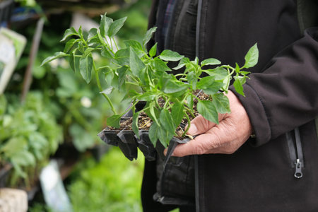 Growing plants in a garden center on a sunny afternoonの写真素材