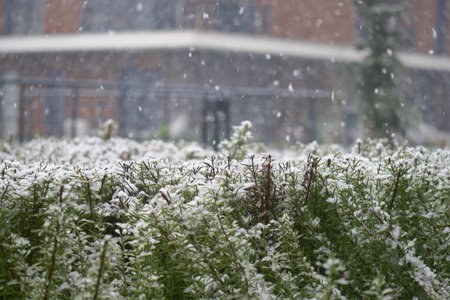 Snowfall covers green plants in a city landscape during winterの写真素材