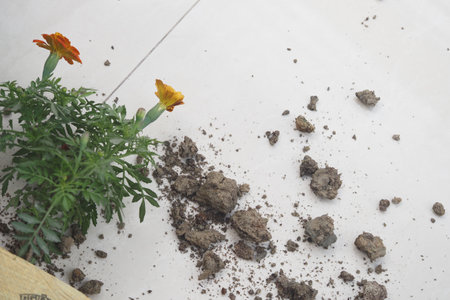 Soil spilling from pot beside flowering plant on tiled surfaceの写真素材
