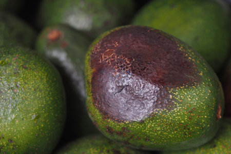 mold avocados with some showing signs of ripeningの写真素材