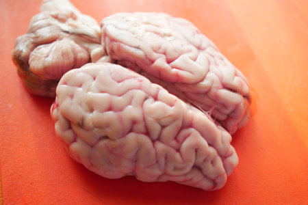 Fresh animal brains prepared for culinary use in a kitchen settingの写真素材