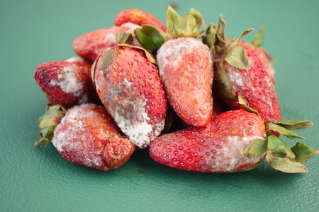 Moldy strawberries stacked on a green surface in a kitchen settingの写真素材