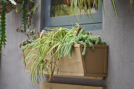 Succulent and fern arrangement on a wall planter in a cozy gardenの写真素材
