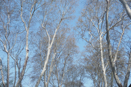 Tall trees stretch against a clear blue sky in early springの写真素材